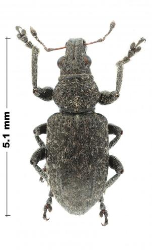 Coelositona cambricus